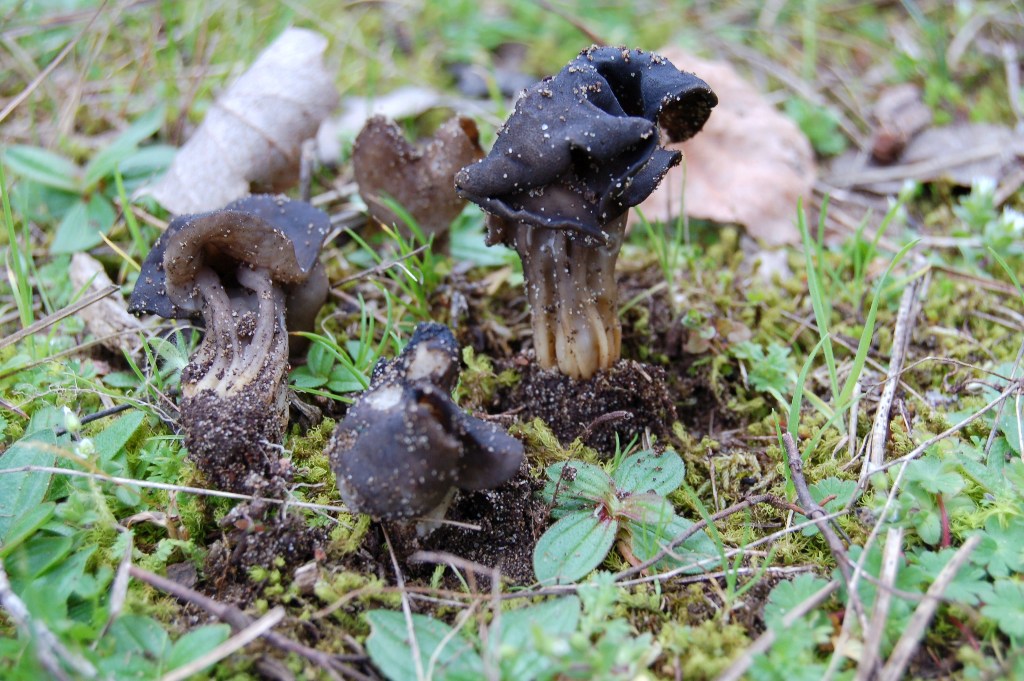 Giornata a San Rossore.